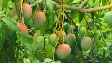 Why is Mango Called the King of Fruits