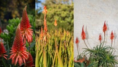 aloe vera plant with flower