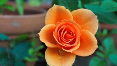 Flowering Rose