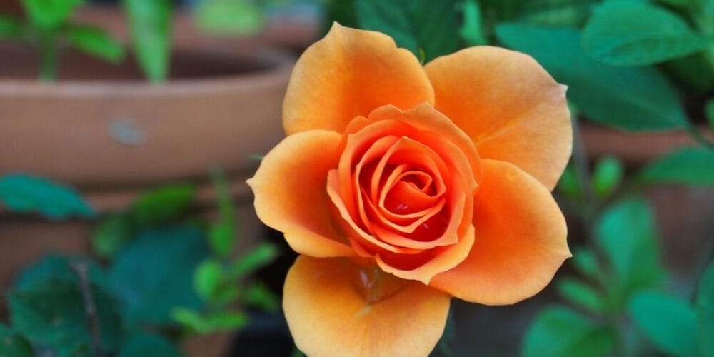 Flowering Rose
