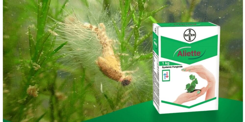 Bayer Aliette Fungicide