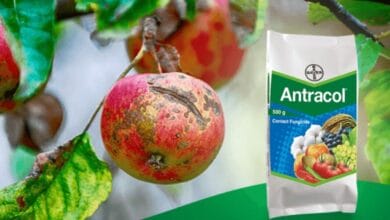 Bayer Antracol Fungicide