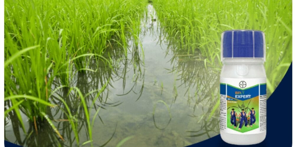 Bayer Belt Expert Insecticide