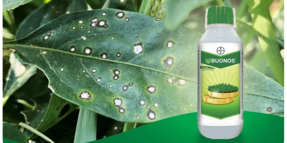 Bayer Buonos Fungicide