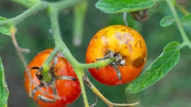 Disease In Tomato Plants