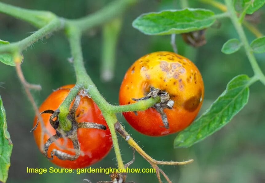 Disease In Tomato Plants