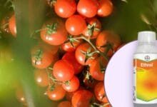 Bayer Ethrel® Plant Growth Regulator