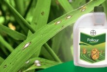 Bayer Folicur Fungicide