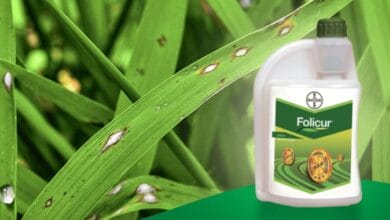 Bayer Folicur Fungicide