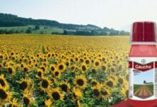 Bayer Gaucho Insecticide