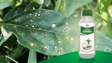 Bayer Luna Experience Fungicide