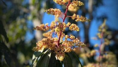 Mango Tree Bloom