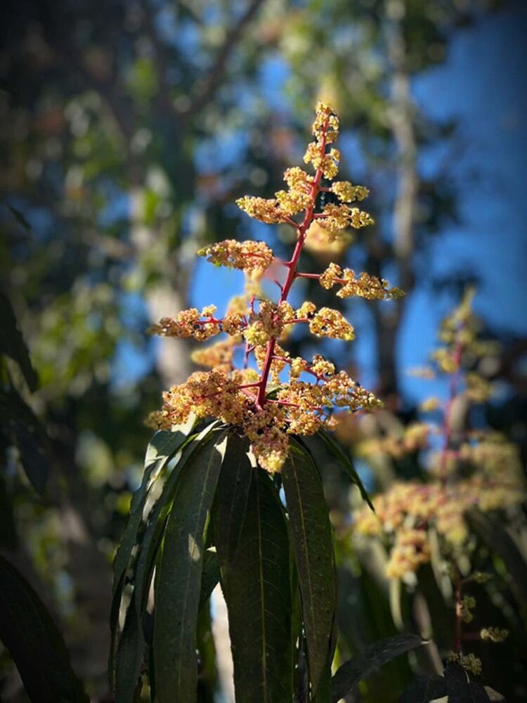 Mango Tree Bloom