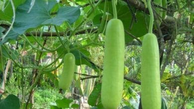 bottle gourd vegetables