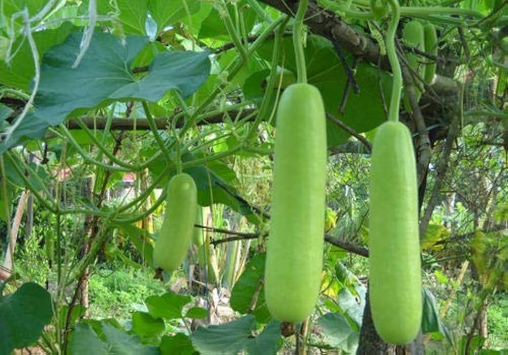 bottle gourd vegetables