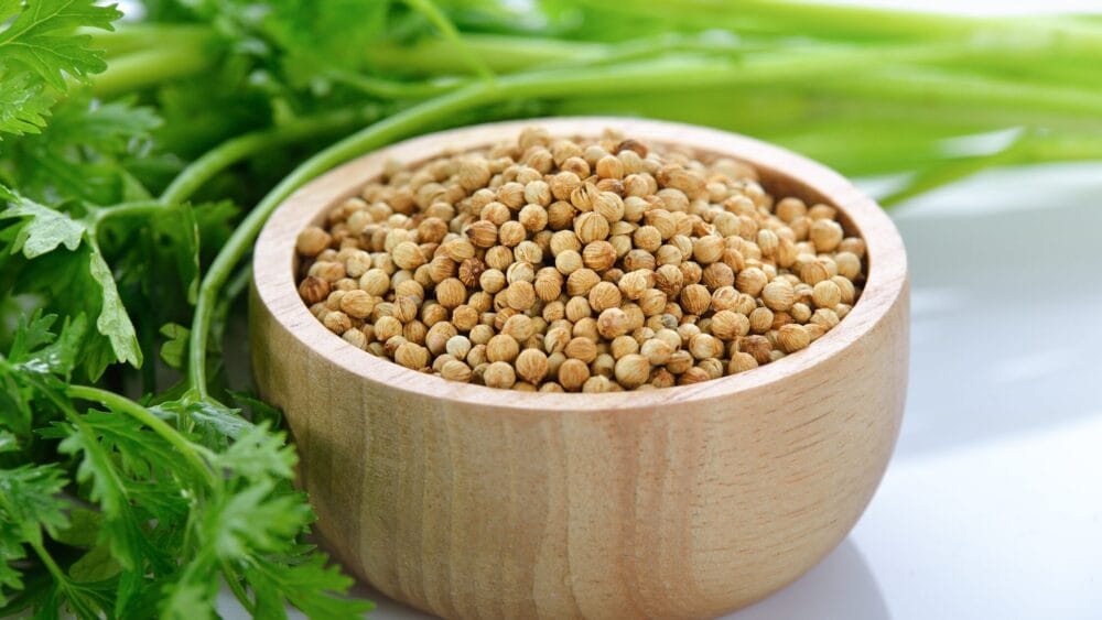 dhania coriander