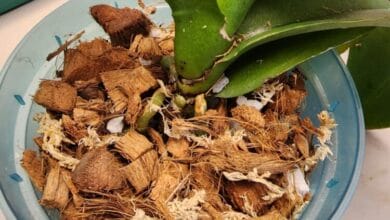 Potting Mixture for Orchids