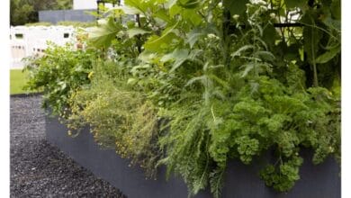 10 Vegetables That Grow in the Shade