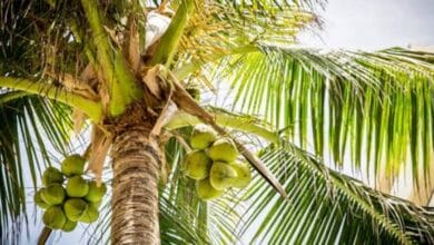 Major Diseases of Coconut Tree