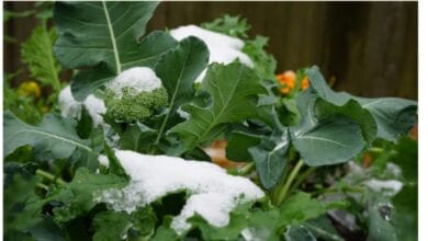 12 Frost-Resistant Herbs and Vegetables to Grow in Winter