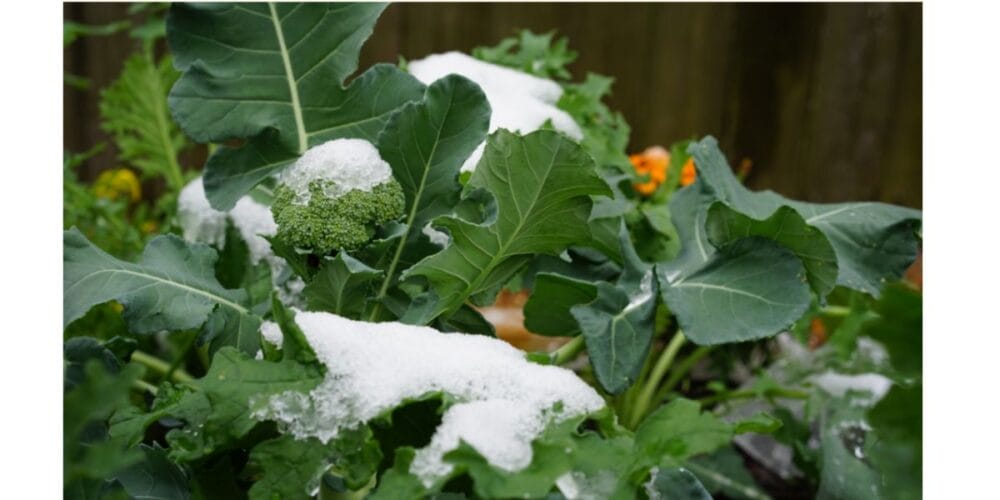 12 Frost-Resistant Herbs and Vegetables to Grow in Winter