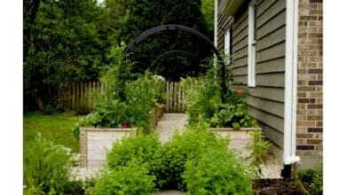3 Reasons to Grow Lemon Balm in Your Garden
