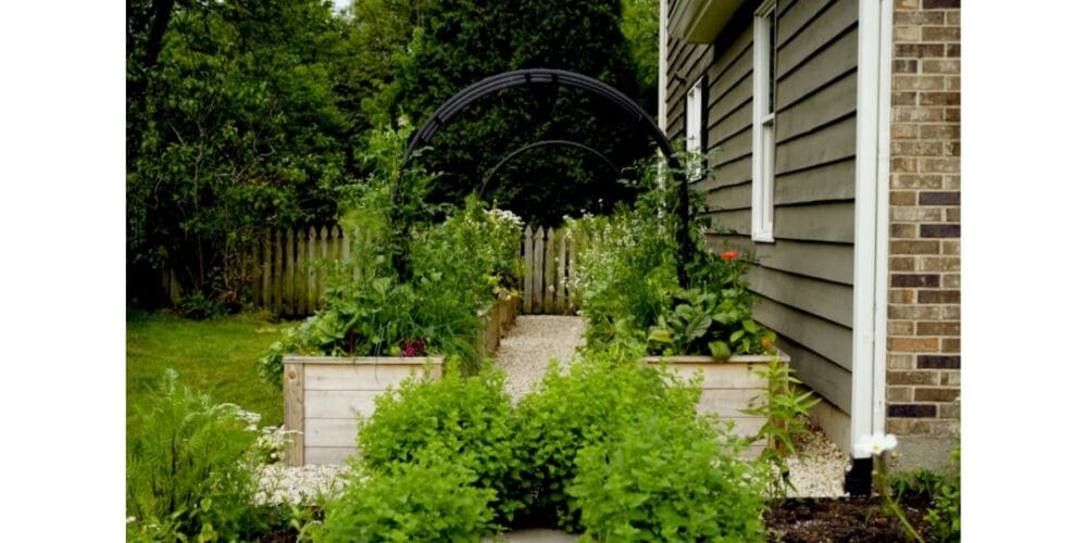 3 Reasons to Grow Lemon Balm in Your Garden