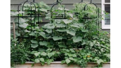 3 Signs Your Cucumbers Are Ready to Harvest