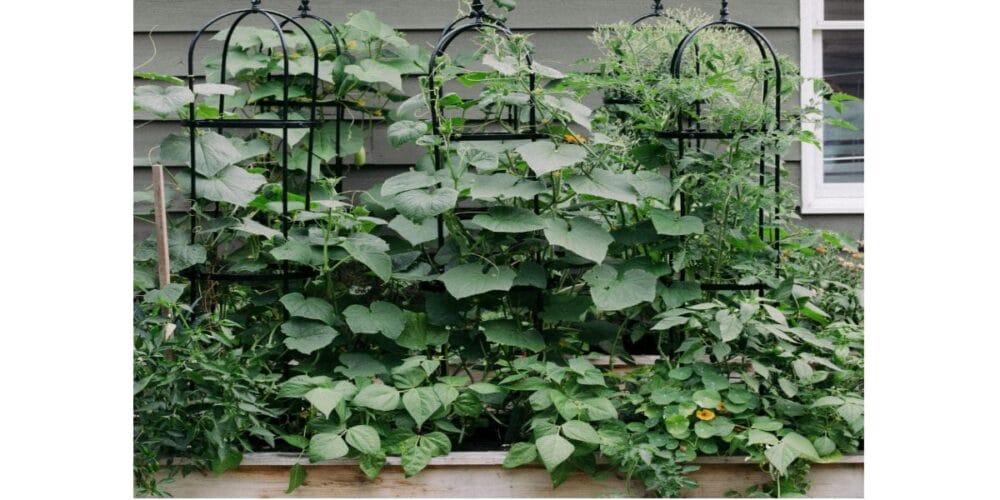 3 Signs Your Cucumbers Are Ready to Harvest