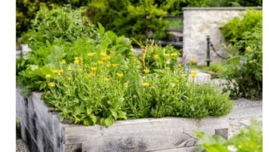 5 Benefits of Growing Calendula Flowers