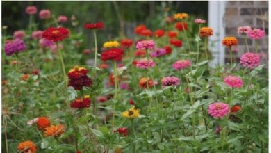5 Easy Steps to Save Your Own Zinnia Seeds