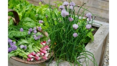 5 Fast-Growing Veggies You Can Harvest in Just a Month