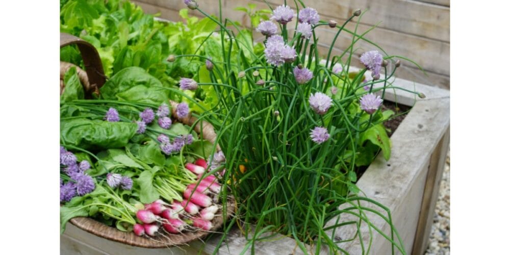 5 Fast-Growing Veggies You Can Harvest in Just a Month