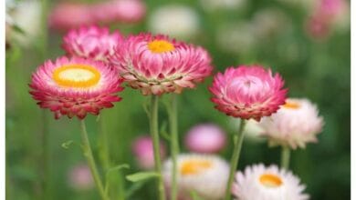 5 Tips to Grow Stunning Strawflowers in Your Kitchen Garden