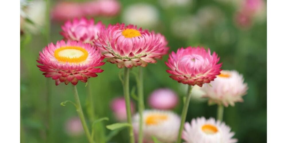 5 Tips to Grow Stunning Strawflowers in Your Kitchen Garden