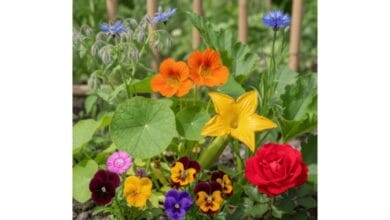 7 Edible Flowers to Grow in Your Kitchen Garden