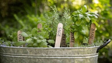 Can You Grow All Your Herbs Together in One Pot or Container?