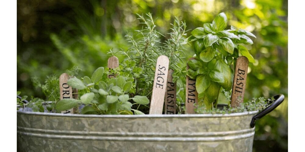 Can You Grow All Your Herbs Together in One Pot or Container?