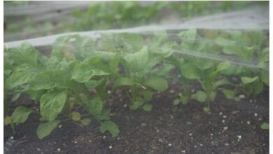 Complete Guide to Protecting Plants from Frost