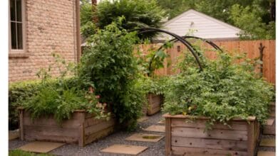 Complete Guide to Using Trellises in the Kitchen Garden