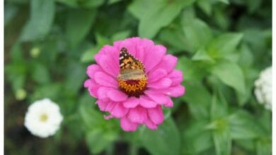 Easy Plants That Attract Bees and Butterflies to the Garden
