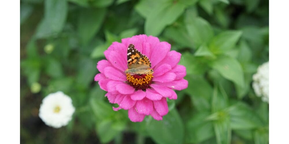 Easy Plants That Attract Bees and Butterflies to the Garden