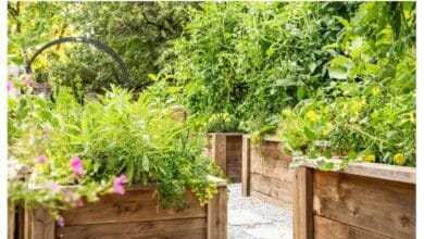 Organic Ways to Control Pests in the Garden