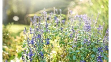 Guide to Planting and Growing Salvia