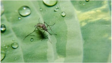 Here’s What to Plant in the Garden to Keep Mosquitoes Away