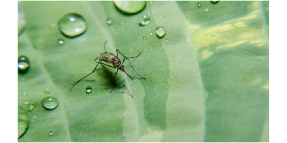 Here’s What to Plant in the Garden to Keep Mosquitoes Away
