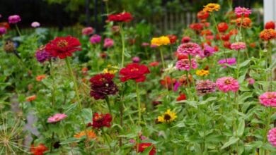 How Many Blooms Can You Get From One Zinnia Plant?