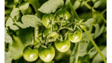 How Often to Fertilise Your Tomato Plants