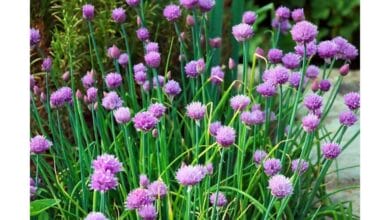 How to Cut Back Chives