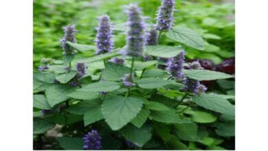 How to Grow Anise Hyssop in Your Garden
